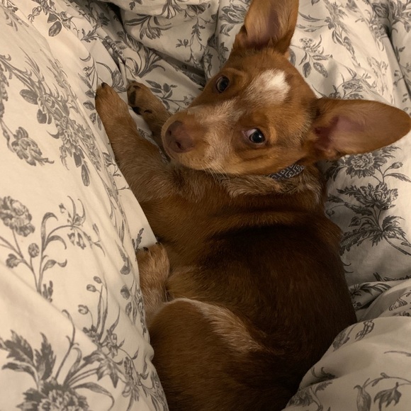 Meet your Posher, Rylee - Picture 1 of 1